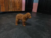 Remy, a male Poodle - Toy  for sale in San Diego, CA – 2 of 4