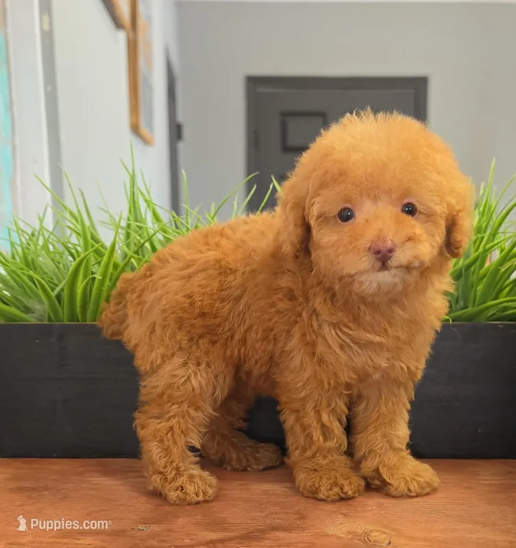 Princess – Poodle - Toy  puppy for sale in San Diego, CA