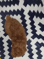 Loui, a male Poodle - Toy  for sale in San Diego, CA – 4 of 5
