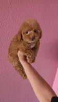 Princess, a female Poodle - Toy  for sale in San Diego, CA – 7 of 8