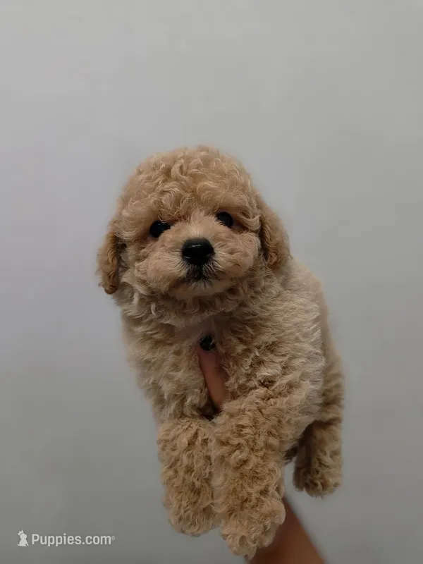 Charlie – Poodle - Toy  puppy for sale in San Diego, CA
