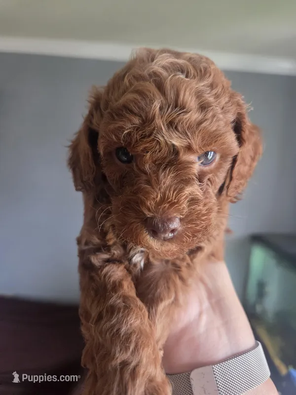 Loui – Poodle - Toy  puppy for sale in San Diego, CA