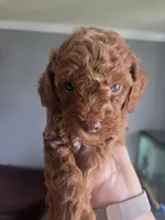 Loui, a male Poodle - Toy  for sale in San Diego, CA – 1 of 1