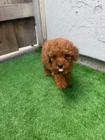 Sophie, a female Poodle - Toy  for sale in San Diego, CA – 3 of 4
