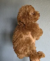 Star, a female Poodle - Toy  for sale in San Diego, CA – 2 of 6