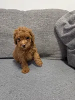 Remy, a male Poodle - Toy  for sale in San Diego, CA – 2 of 3