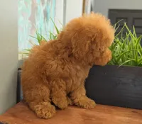 Princess, a female Poodle - Toy  for sale in San Diego, CA – 3 of 8