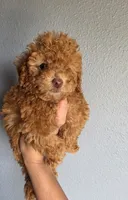 Star, a female Poodle - Toy  for sale in San Diego, CA – 4 of 6