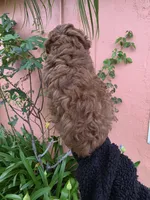 Loui, a male Poodle - Toy  for sale in San Diego, CA – 6 of 6
