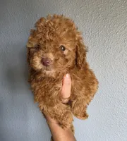 Star, a female Poodle - Toy  for sale in San Diego, CA – 6 of 6