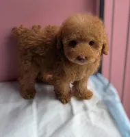 Lucy, a female Poodle - Toy  for sale in San Diego, CA – 6 of 7