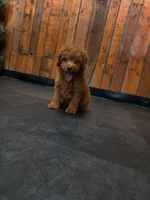 Remy, a male Poodle - Toy  for sale in San Diego, CA – 3 of 4