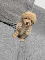 Duchess, a female Poodle - Toy  for sale in San Diego, CA – 4 of 5