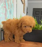 Princess, a female Poodle - Toy  for sale in San Diego, CA – 4 of 8