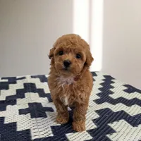 Rosie, a female Poodle - Toy  for sale in San Diego, CA – 1 of 4