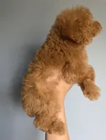 Lucy, a female Poodle - Toy  for sale in San Diego, CA – 5 of 7