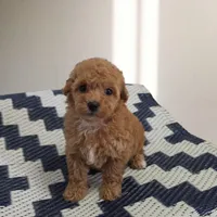 Rosie, a female Poodle - Toy  for sale in San Diego, CA – 4 of 4