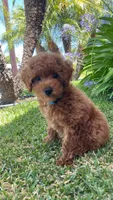Loui, a male Poodle - Toy  for sale in San Diego, CA – 1 of 4