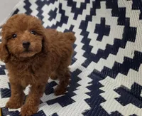 Loui, a male Poodle - Toy  for sale in San Diego, CA – 3 of 5