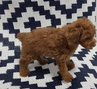 Loui, a male Poodle - Toy  for sale in San Diego, CA – 2 of 5