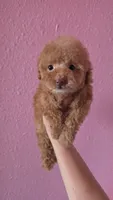 Princess, a female Poodle - Toy  for sale in San Diego, CA – 5 of 8