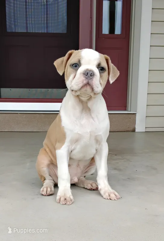 Leo blue fawn – Boston Terrier puppy for sale in Fredericksburg, OH