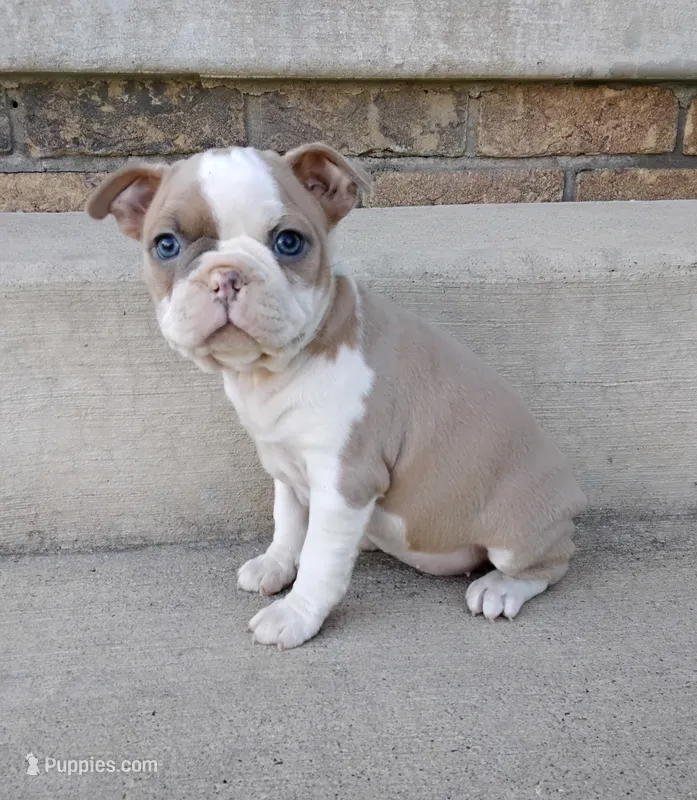 Suni JHC & DM CLEAR – Boston Terrier puppy for sale in Fredericksburg, OH