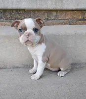 Suni JHC & DM CLEAR, a female Boston Terrier for sale in Fredericksburg, OH – 1 of 4