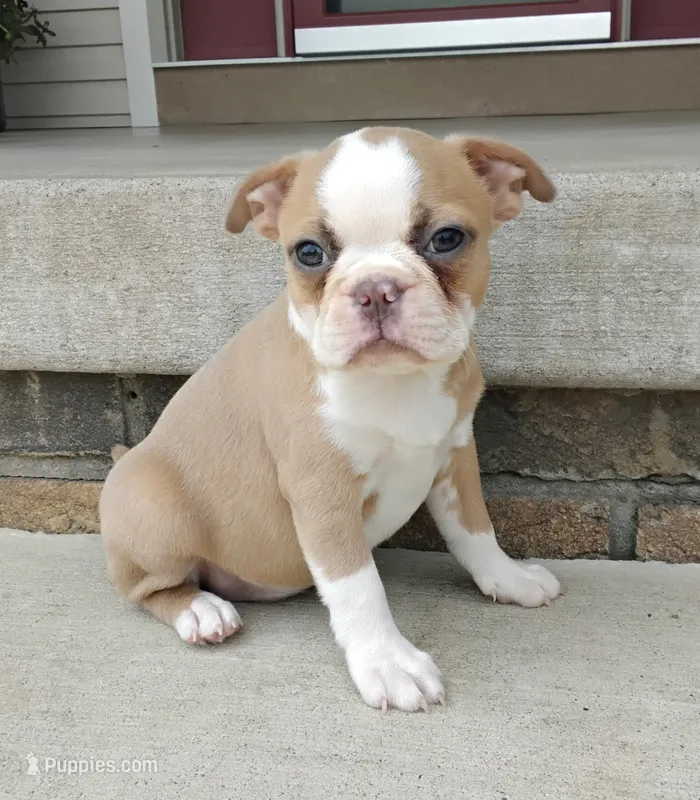 Candy blue fawn – Boston Terrier puppy for sale in Fredericksburg, OH