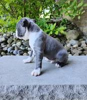 Tanner Blue, a male Boston Terrier for sale in Fredericksburg, OH – 2 of 3