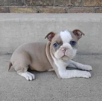 Suni JHC & DM CLEAR, a female Boston Terrier for sale in Fredericksburg, OH – 3 of 4