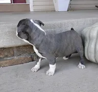 Violet JHC&DM Clear, a female Boston Terrier for sale in Fredericksburg, OH – 3 of 5