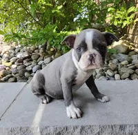 Kimmy JHC Clear, a female Boston Terrier for sale in Fredericksburg, OH – 3 of 3