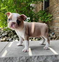 Coco, a male Boston Terrier for sale in Fredericksburg, OH – 3 of 3