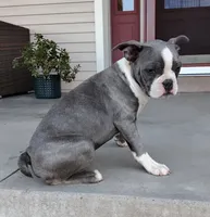 Tanner JHC Clear, a male Boston Terrier for sale in Fredericksburg, OH – 3 of 3