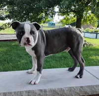 Kobe Blue JHC Clear, a male Boston Terrier for sale in Fredericksburg, OH – 3 of 3