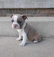 Quincey, a female Boston Terrier for sale in Fredericksburg, OH – 4 of 4
