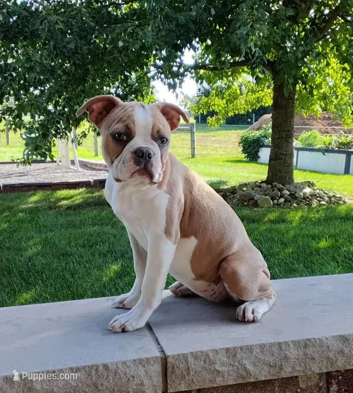 Elsa – Boston Terrier puppy for sale in Fredericksburg, OH