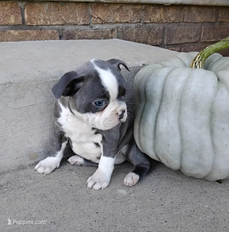 Violet JHC&DM Clear – Boston Terrier puppy for sale in Fredericksburg, OH