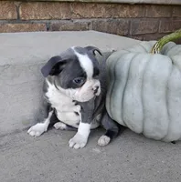 Violet JHC&DM Clear, a female Boston Terrier for sale in Fredericksburg, OH – 1 of 5