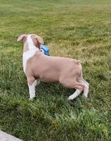 Coco, a male Boston Terrier for sale in Fredericksburg, OH – 4 of 4