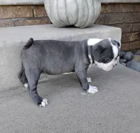 Violet JHC&DM Clear, a female Boston Terrier for sale in Fredericksburg, OH – 4 of 5