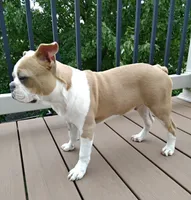 Coco Blue fawn , a male Boston Terrier for sale in Fredericksburg, OH – 3 of 3