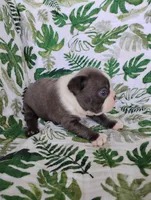 Kade, a male Boston Terrier for sale in Fredericksburg, OH – 2 of 4