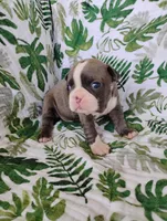 Kimmy, a female Boston Terrier for sale in Fredericksburg, OH – 2 of 3