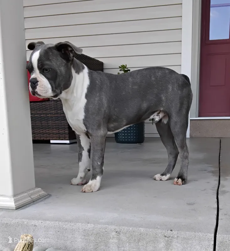 Tanner JHC Clear – Boston Terrier puppy for sale in Fredericksburg, OH