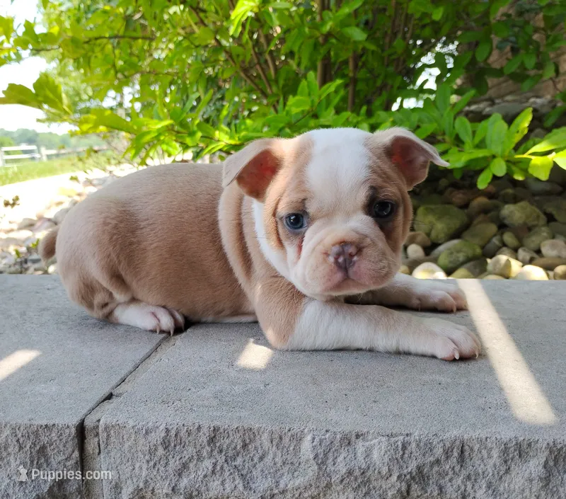 Leo – Boston Terrier puppy for sale in Fredericksburg, OH