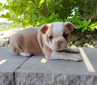 Leo, a male Boston Terrier for sale in Fredericksburg, OH – 1 of 3