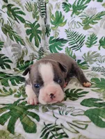 Kobe, a male Boston Terrier for sale in Fredericksburg, OH – 2 of 3