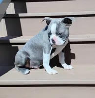 Kobe Blue JHC Clear $100 OFF THIS WEEKEND , a male Boston Terrier for sale in Fredericksburg, OH – 1 of 5